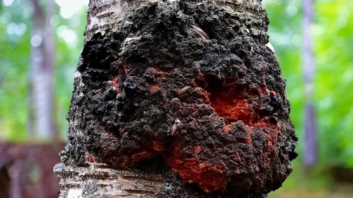 Chaga (Błyskoporek)