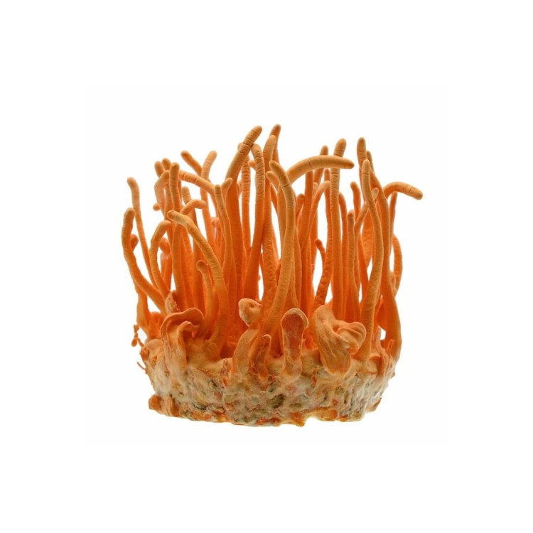 Cordyceps (Maczużnik bojowy)