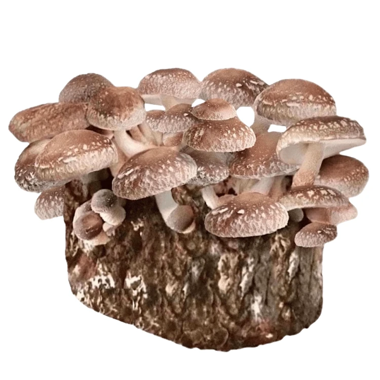 Shiitake (Lentinula edodes)