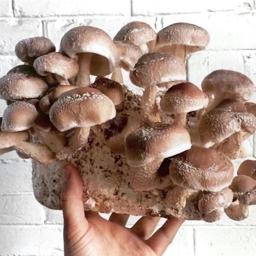 Shiitake (Lentinula edodes)