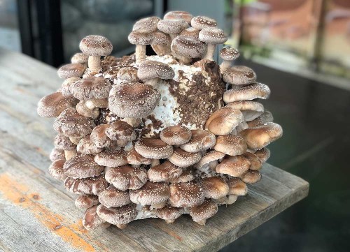 Shiitake (Lentinula edodes)