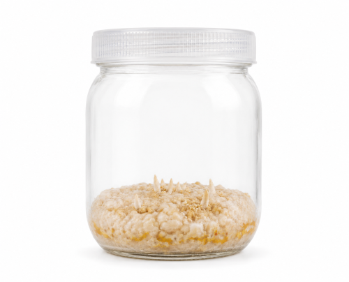 cordyceps grzybnia