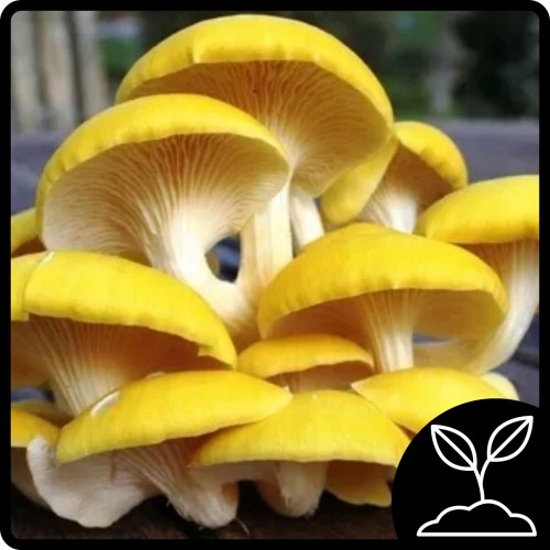 1a03a7cc1bc90450d29d0fafc1debd38.jpg