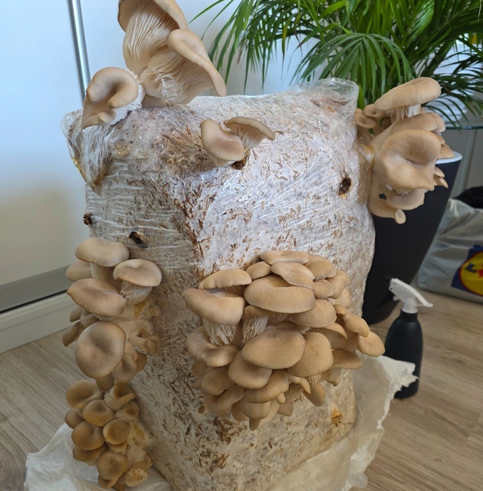 Uprawa klienta Pieczarkarni