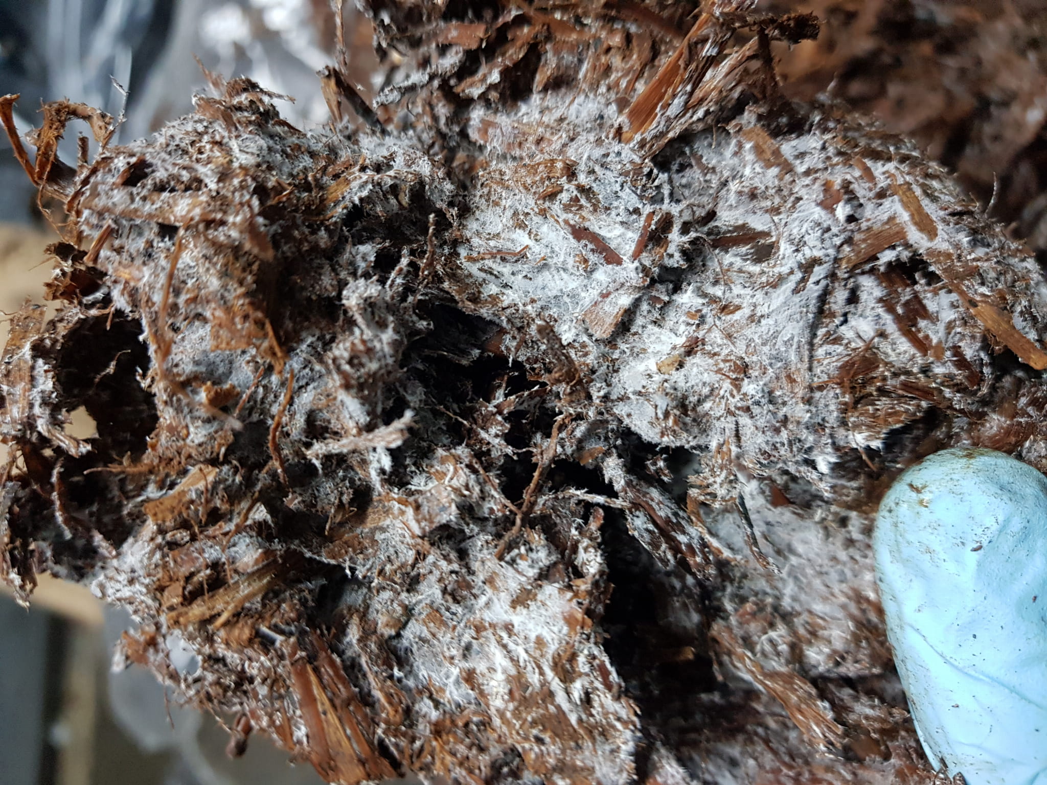 Balot pieczarka BIAŁA 20kg