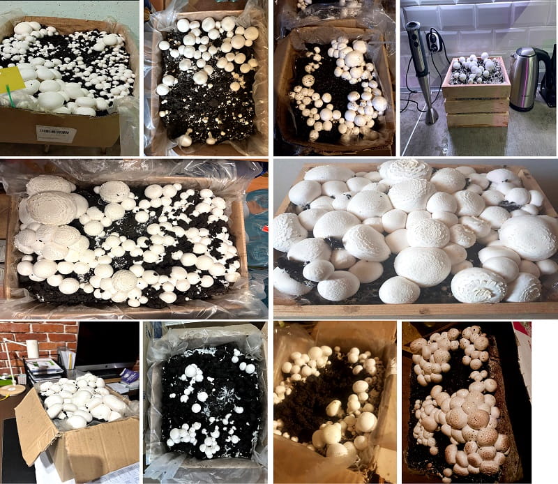 Balot pieczarka BIAŁA 20kg