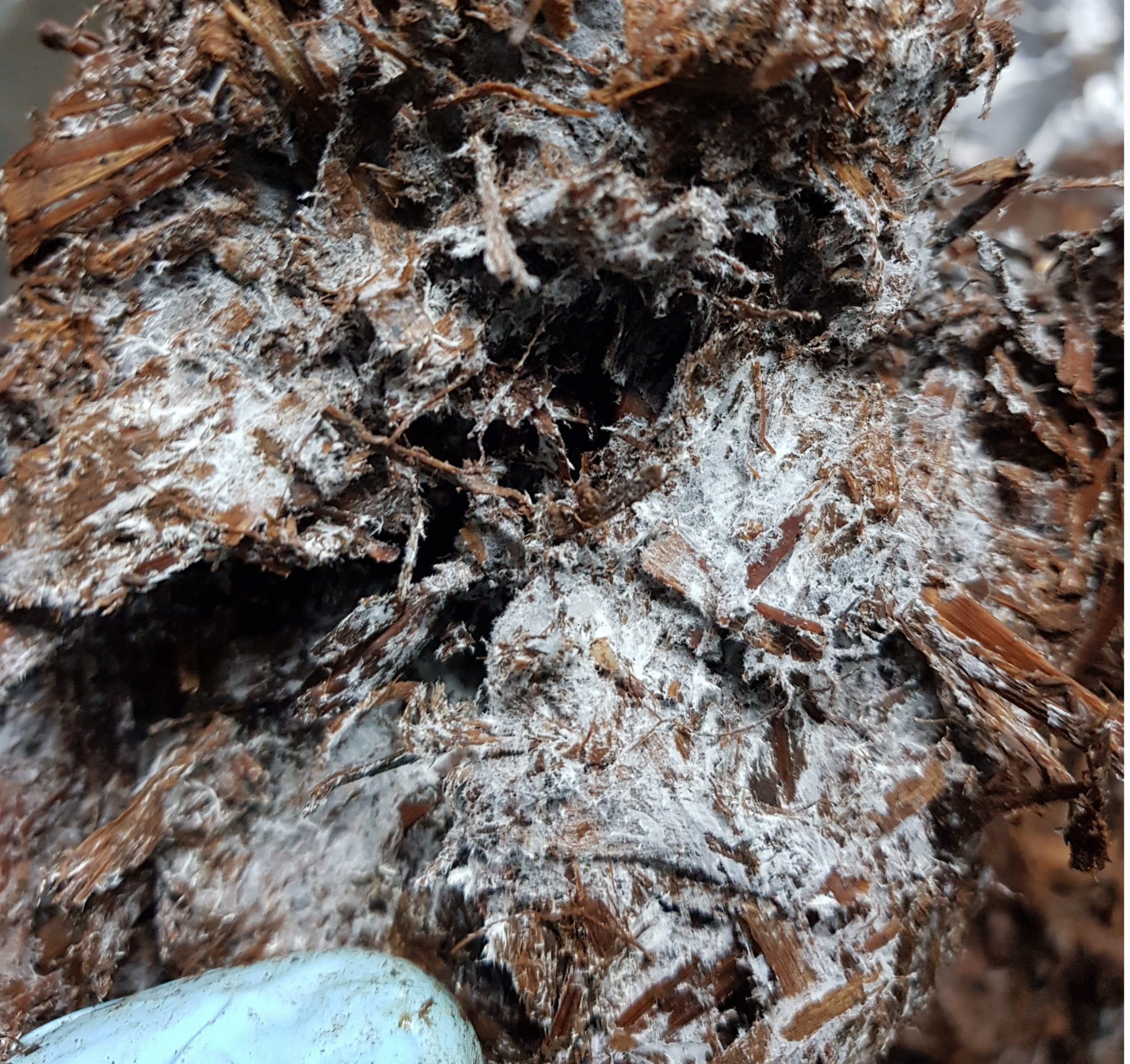 Balot Pieczarka BIAŁA 20kg + Torf 9kg