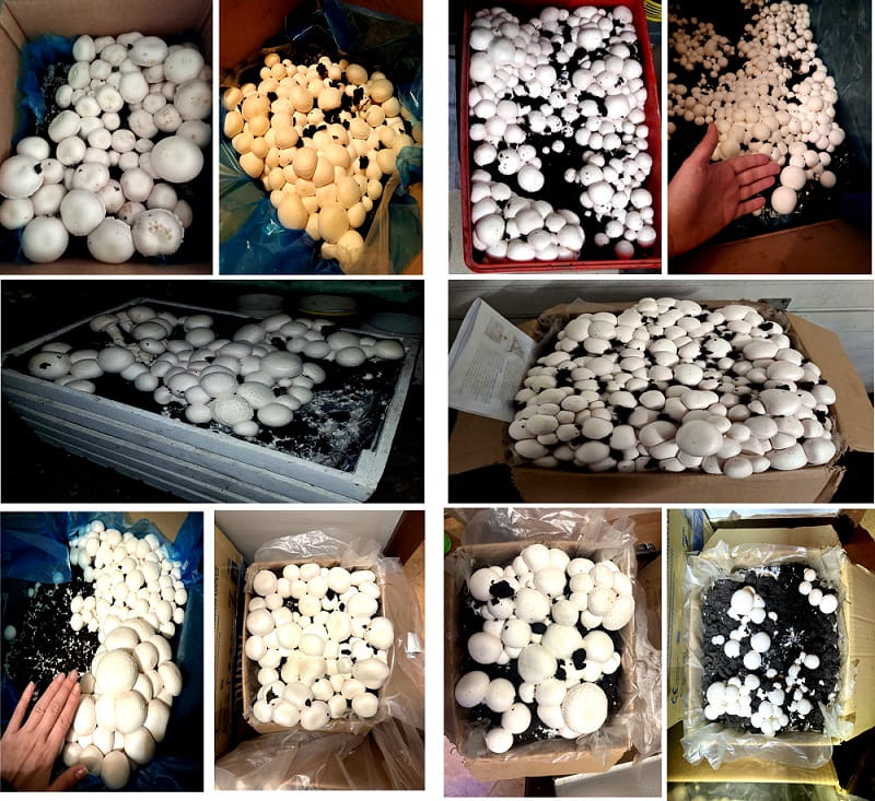 Balot Pieczarka BIAŁA 20kg + Torf 9kg