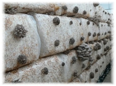Balot Boczniak Ostrygowaty