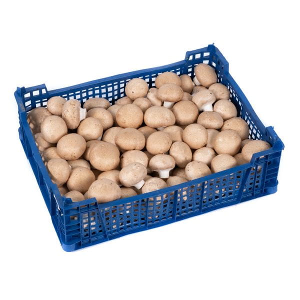 Balot Pieczarka BRĄZOWA 20kg