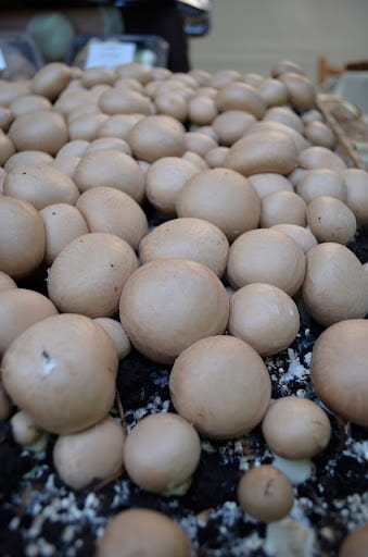Balot Pieczarka BRĄZOWA 20kg