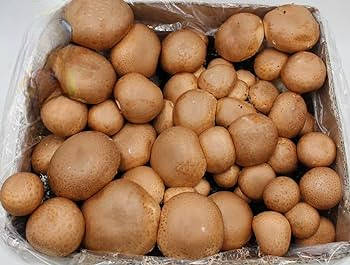 Pieczarka BRĄZOWA zestaw do uprawy 5kg