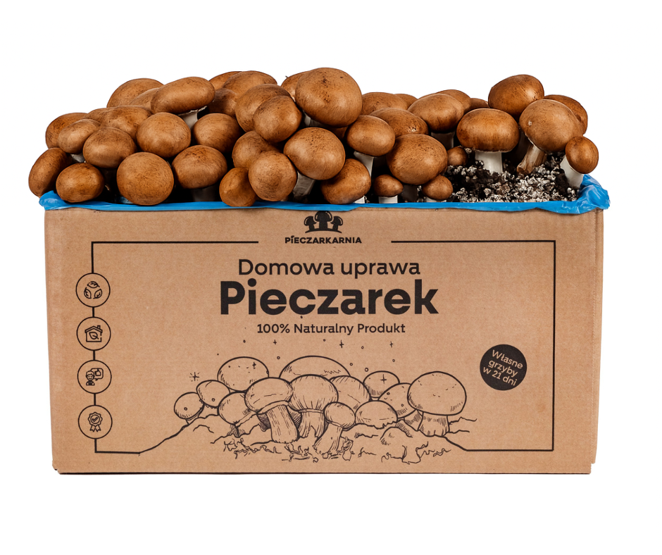 Pieczarka BRĄZOWA zestaw do uprawy 8kg