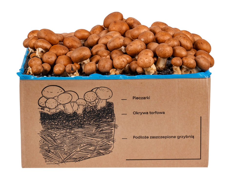 Pieczarka BRĄZOWA zestaw do uprawy 8kg