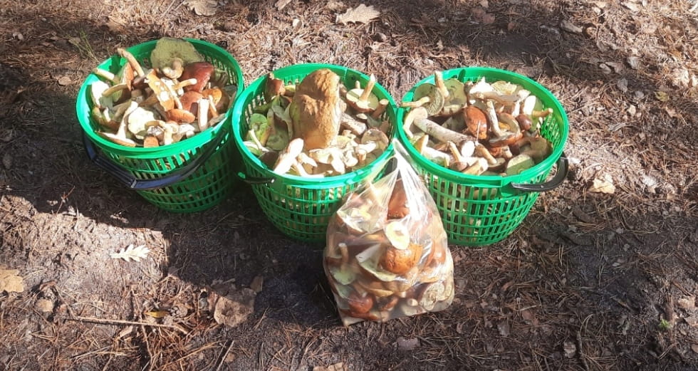 Plastikowy koszyk na grzyby