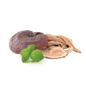 Suszone Reishi