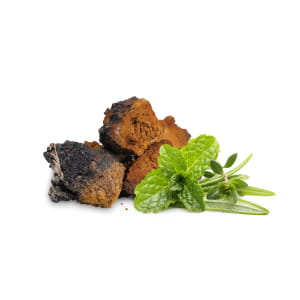Suszona Chaga