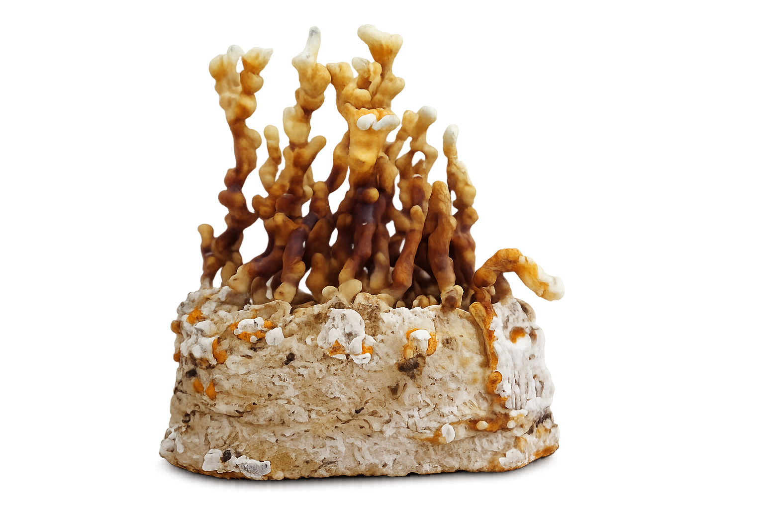 Reishi (Ganoderma lucidum)