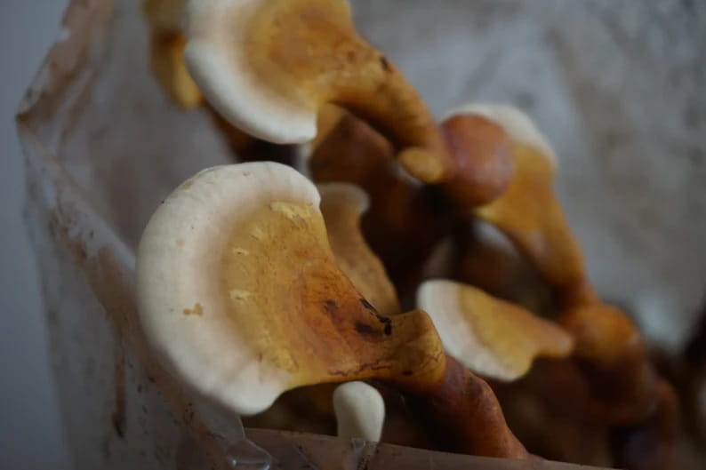 Reishi (Ganoderma lucidum)