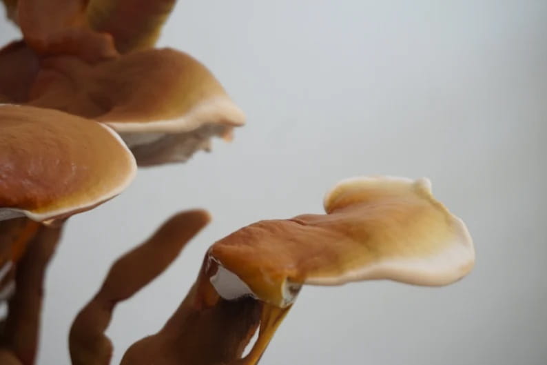 Reishi (Ganoderma lucidum)