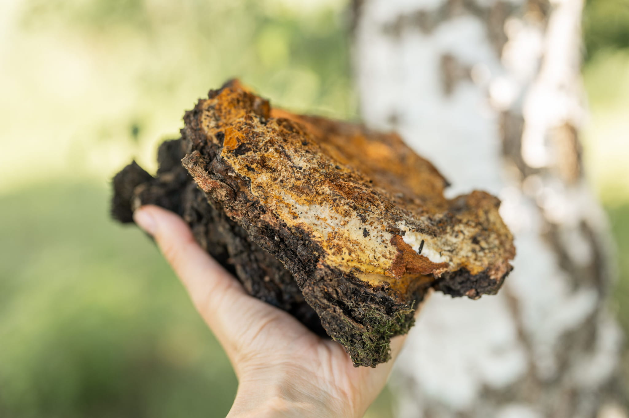 Chaga (Błyskoporek)