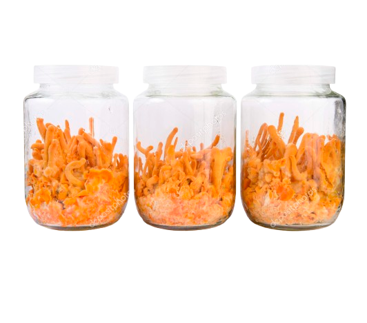 Cordyceps (Maczużnik bojowy)