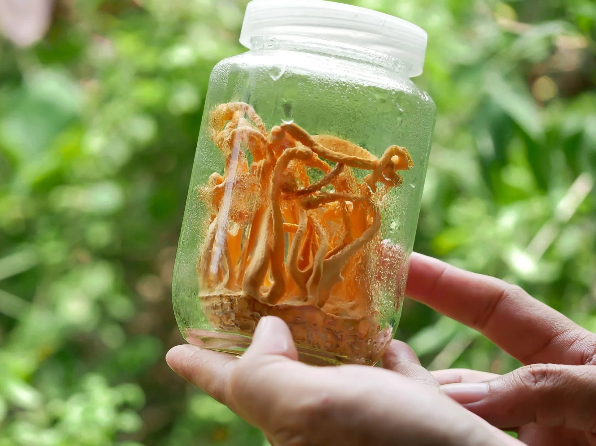 Cordyceps (Maczużnik bojowy)