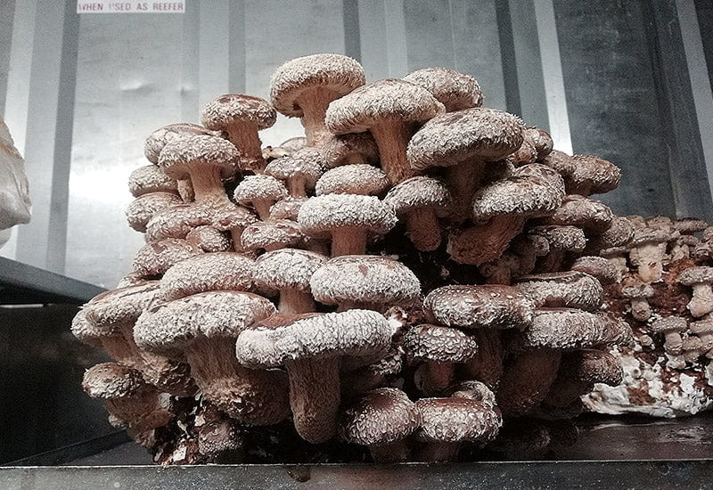 Shiitake (Lentinula edodes)