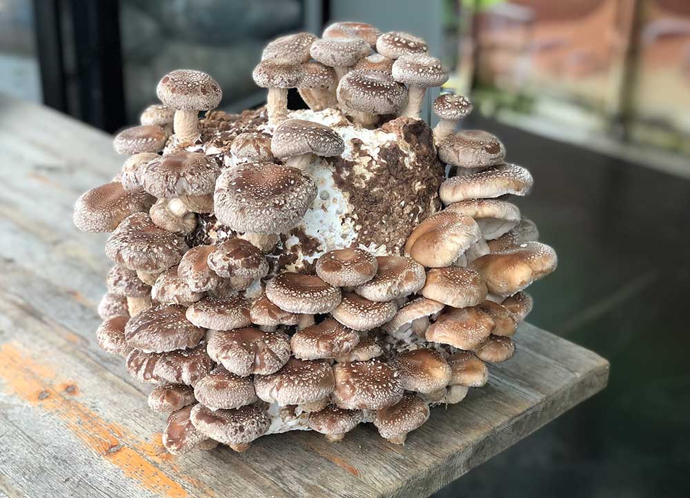 Shiitake (Lentinula edodes)