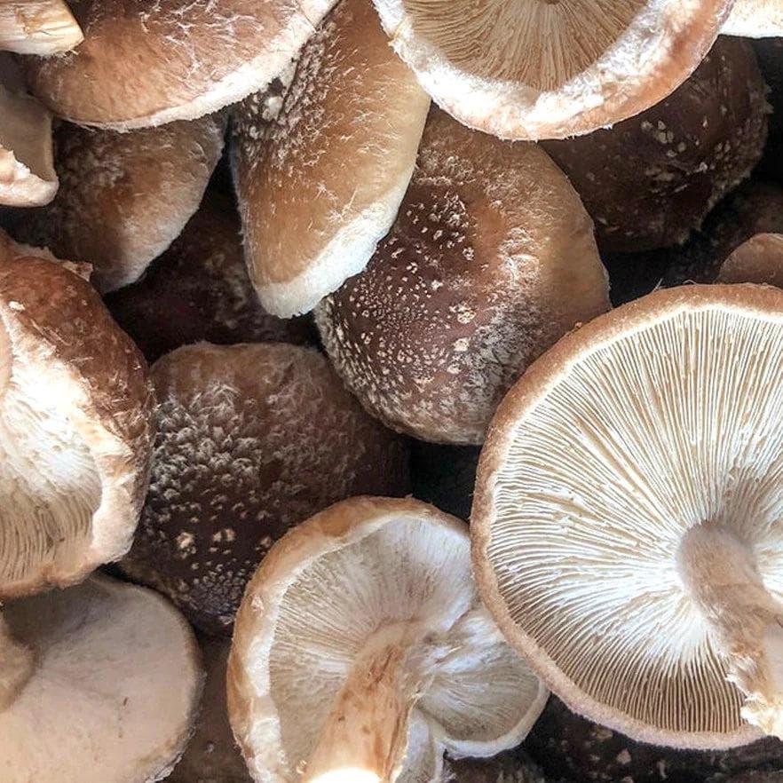 Shiitake (Lentinula edodes)