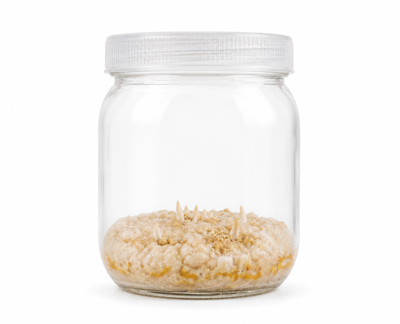 cordyceps grzybnia